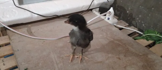 Topdan çücələrin satışı  Xarkov Ataks serebrist satışı