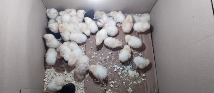 Topdan çücələrin satışı  Xarkov Ataks serebrist satışı